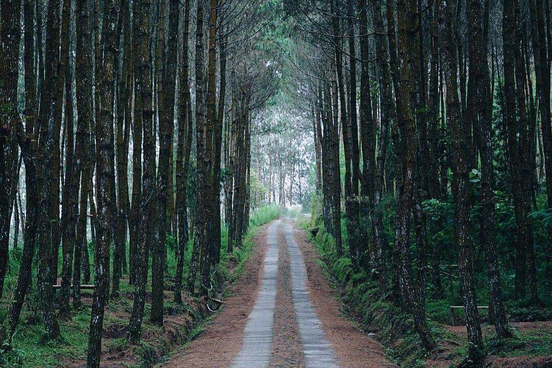 Pagi di Hutan Pinus: Rahasia Santai di Tengah Alam Cilacap